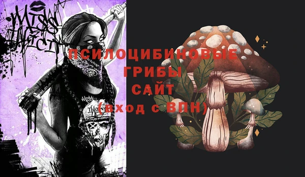 хмурый Аркадак