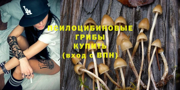 хмурый Аркадак